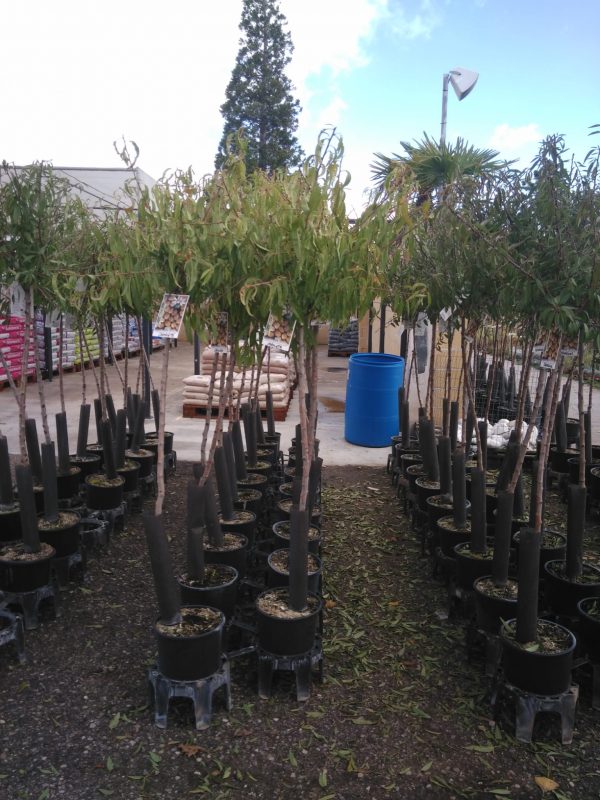 Día Internacional Contra el Cambio Climático